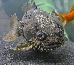 Grunting Toadfish photo 3