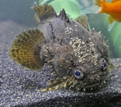 Grunting Toadfish photo 4