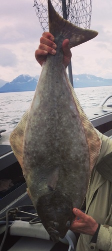 Pacific Halibut