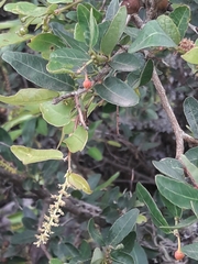 Sebastiania commersoniana