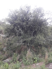 Sebastiania commersoniana