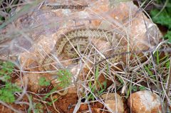 Macroprotodon mauritanicus