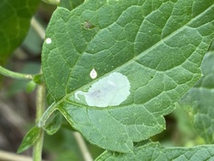Pterygota