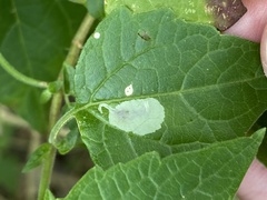 Pterygota