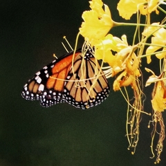 Danaus plexippus