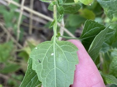 Pterygota