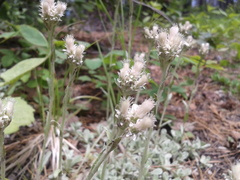 Antennaria rosea
