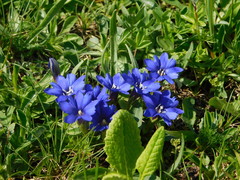 Gentiana dshimilensis