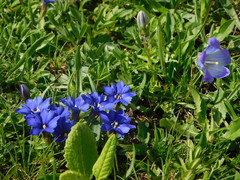 Gentiana dshimilensis