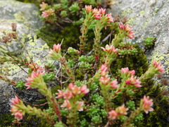 Sedum tenellum