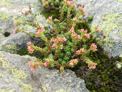 Sedum tenellum