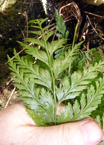 Asplenium gibberosum observed 2017-09-28