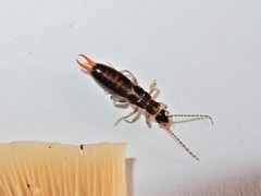 Nesogaster halli
