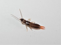 Nesogaster halli