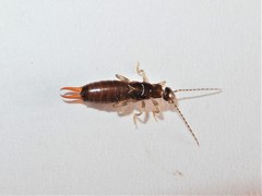 Nesogaster halli