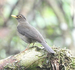 Turdus lawrencii
