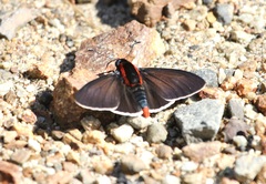 Pyrrhopyge