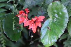 Begonia stenotepala