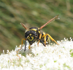Ancistrocerus oviventris