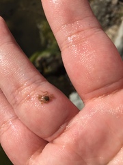 Amphipholis squamata