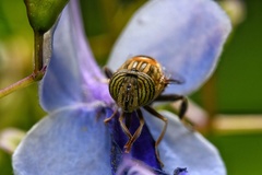 Eristalodes