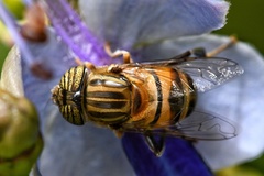 Eristalodes