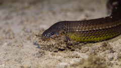 Atractus chthonius