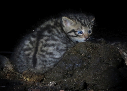 European Wildcat