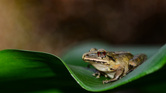 Pristimantis w-nigrum