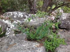 Tradescantia crassifolia