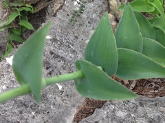 Tradescantia crassifolia