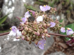 Tradescantia crassifolia