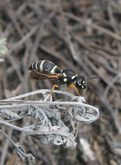 Antepipona orbitalis