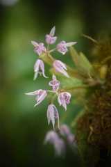 Macroclinium ramonense