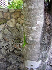 Anolis garmani