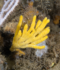 Axinella verrucosa