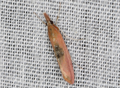 Canuza euspilella