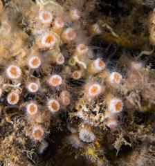 Polycyathus muellerae