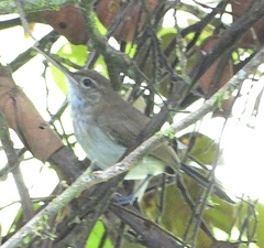 Ramphocaenus melanurus