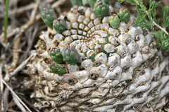 Euphorbia inermis