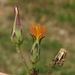 Hairy Wild Lettuce - Photo (c) jim_keesling, some rights reserved (CC BY-NC), uploaded by jim_keesling