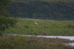 Ardea alba