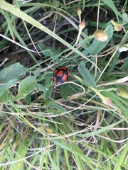 Botanochara angulata