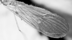 Paracladura trichoptera