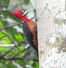 Campephilus rubricollis