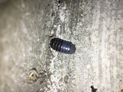 Armadillidium vulgare