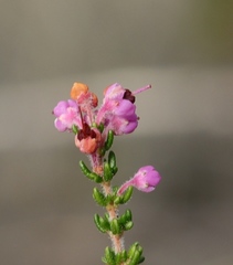 Erica chamissonis