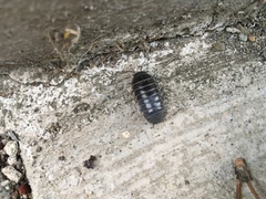 Armadillidium vulgare