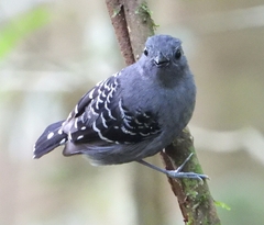 Willisornis poecilinotus