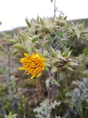 Berkheya heterophylla radiata